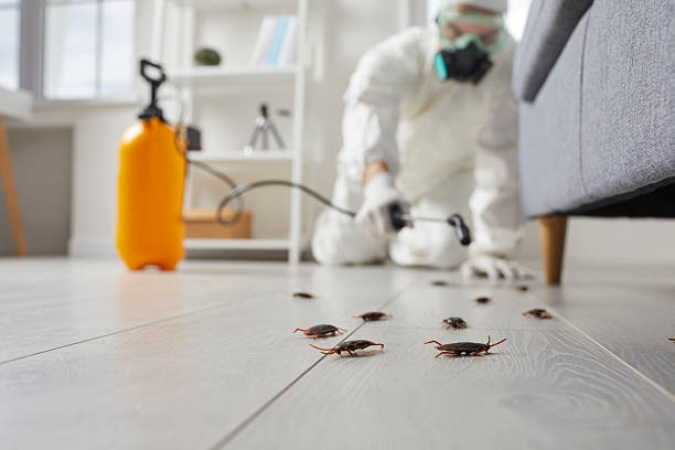 Commercial Rodent Management in Williamston